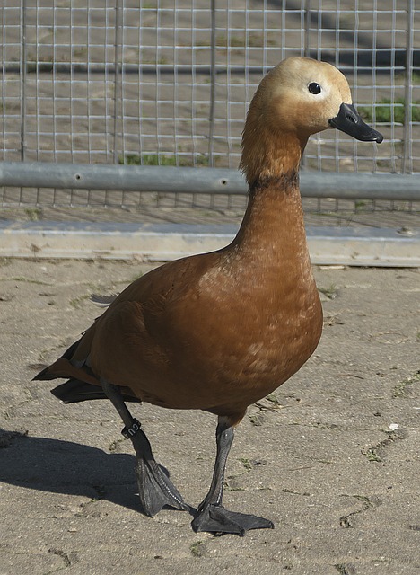 压力
